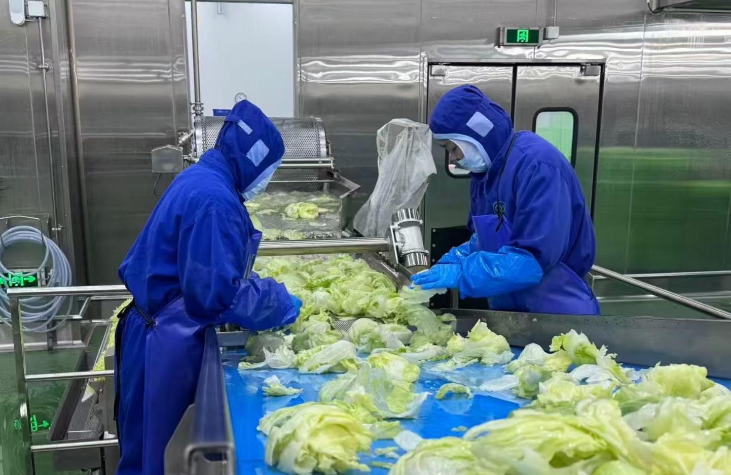 德赛斯智能蔬菜脱水机，开启保鲜第一步